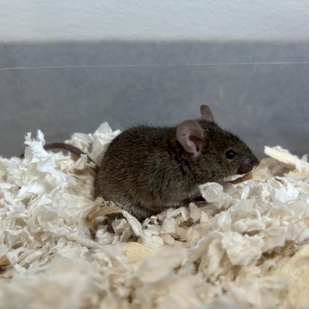 Male Mice, a Adoptable Mouse in Manchester, CT image 4/6
