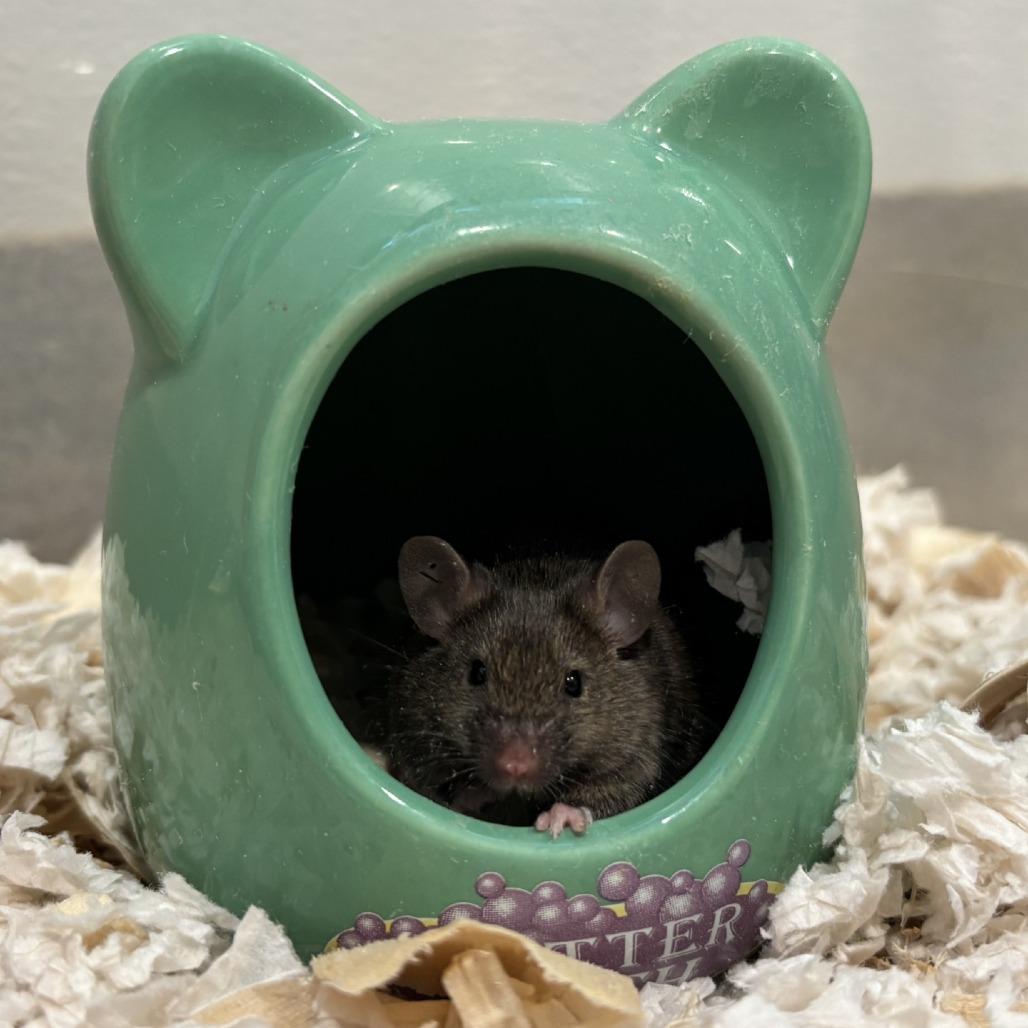 Male Mice, a Adoptable Mouse in Manchester, CT image 5/6