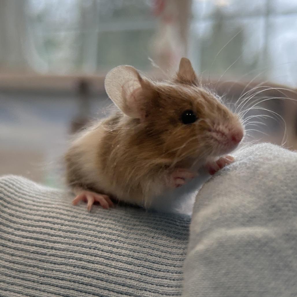 Male Mice, a Adoptable Mouse in Manchester, CT image 6/6