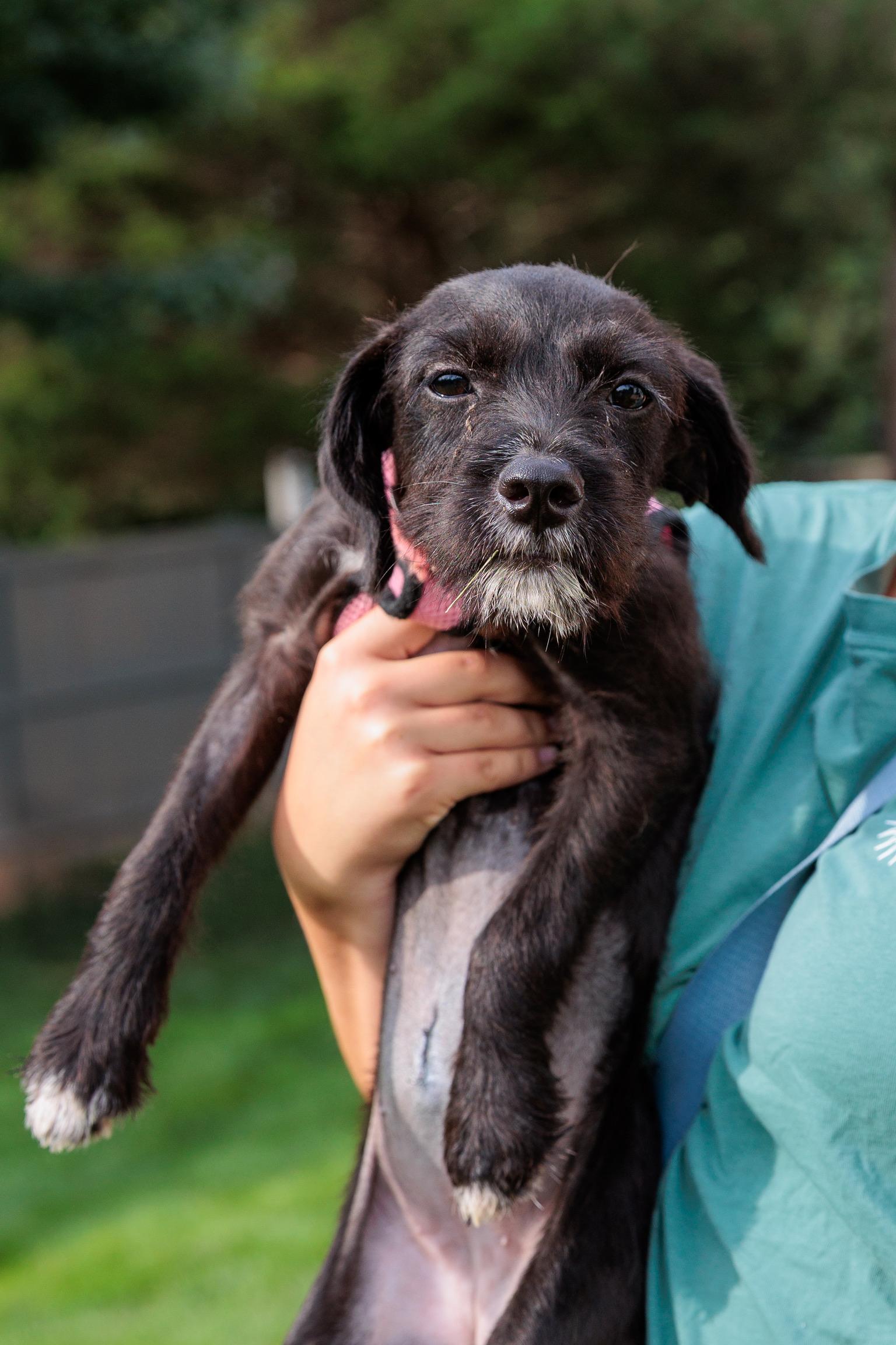 Enlarge Roo, a Adoptable mixed breed in Lovettsville, VA image 3/6