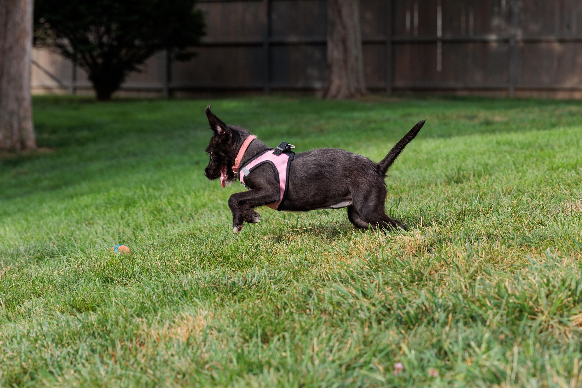 Enlarge Roo, a Adoptable mixed breed in Lovettsville, VA image 6/6