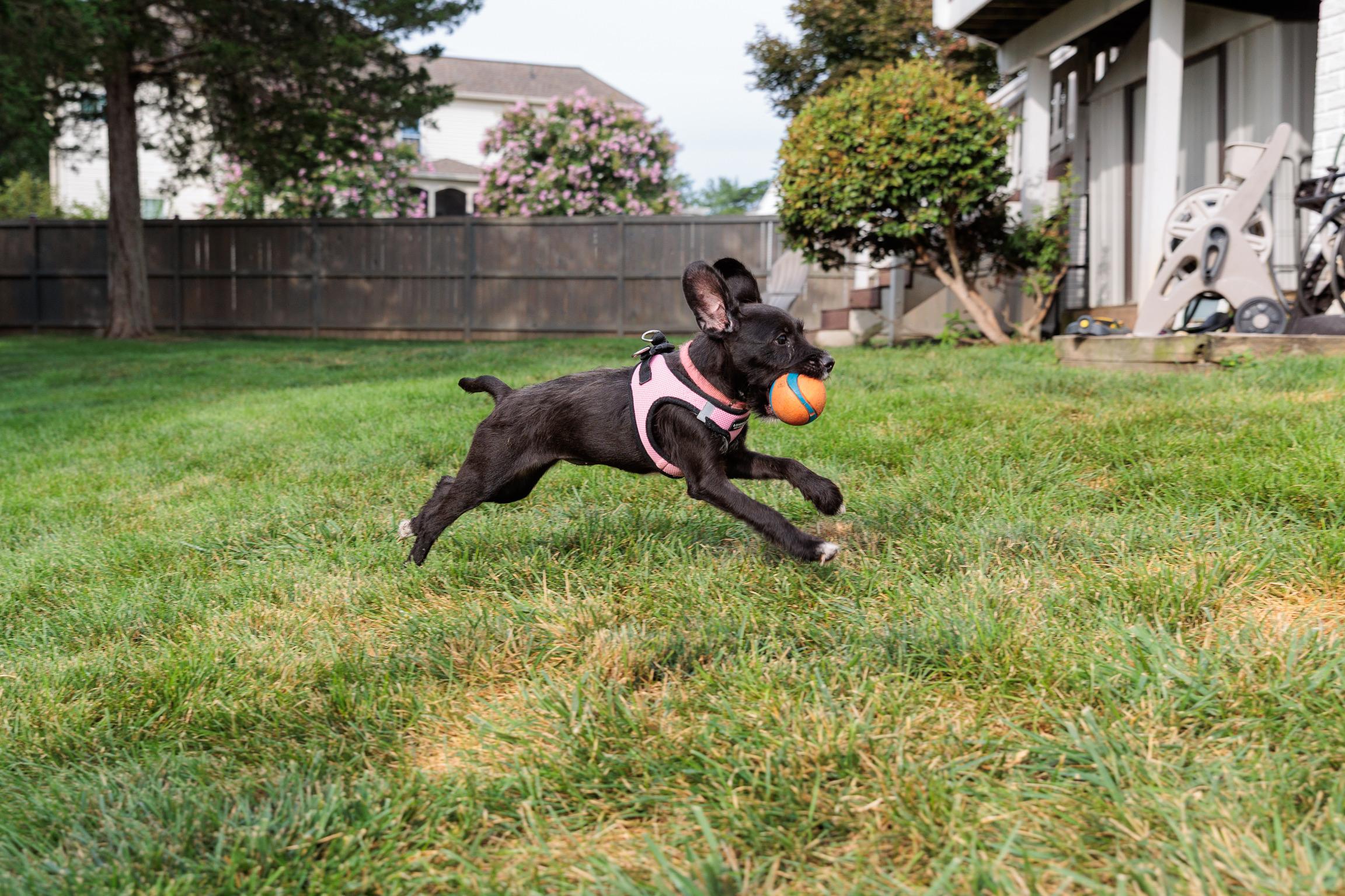 Enlarge Roo, a Adoptable mixed breed in Lovettsville, VA image 5/6