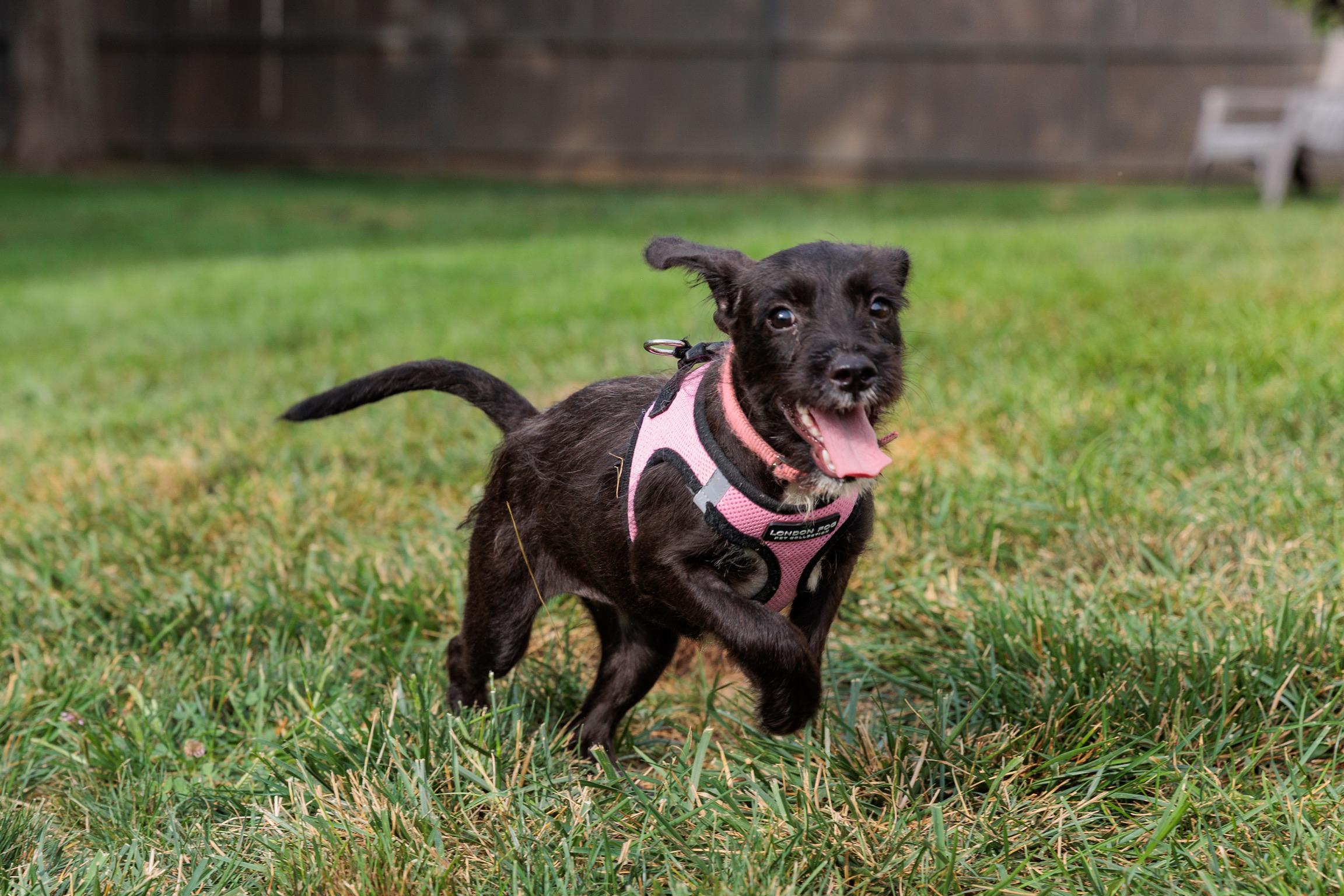 Enlarge Roo, a Adoptable mixed breed in Lovettsville, VA image 4/6