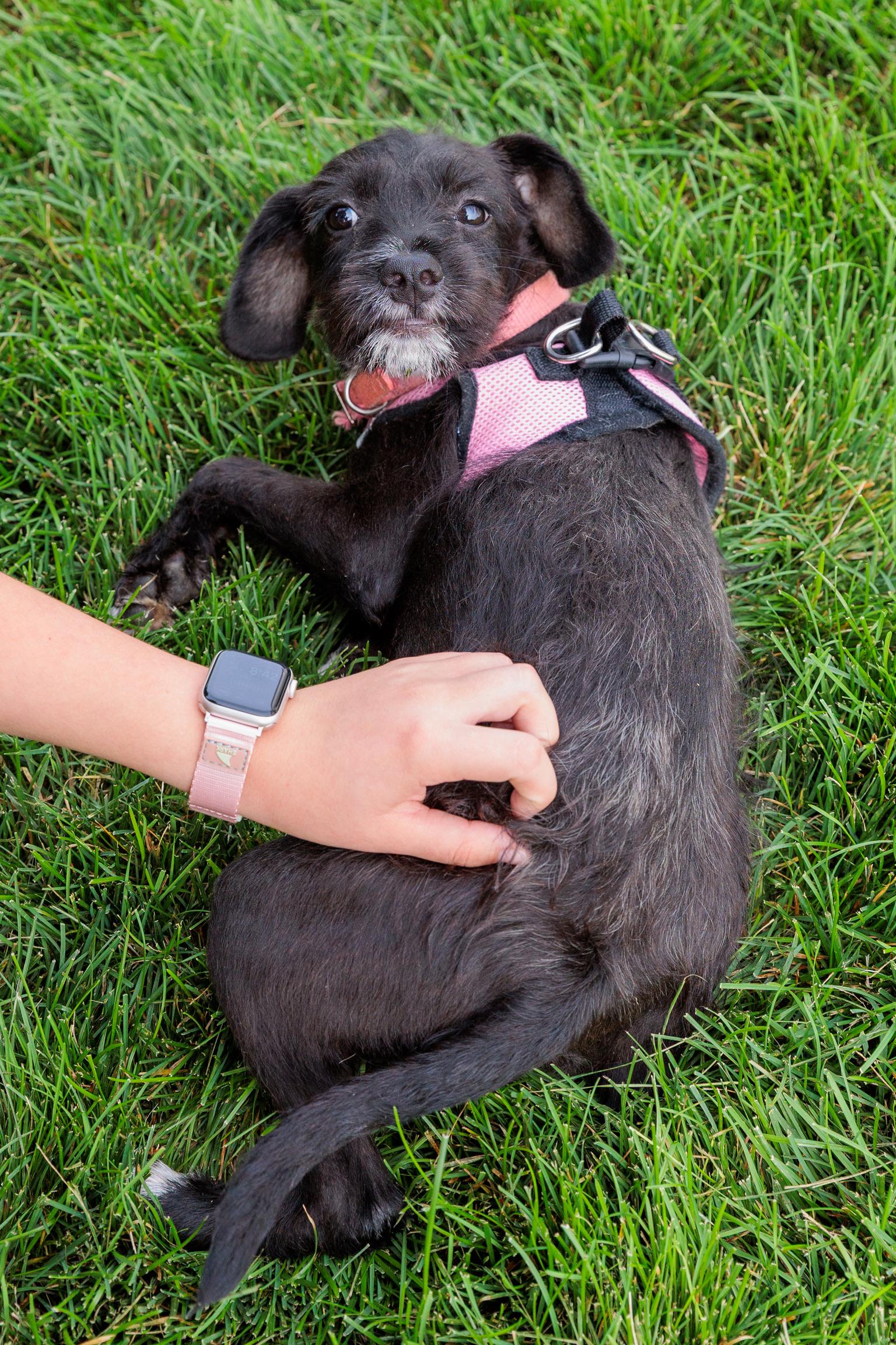Enlarge Roo, a Adoptable mixed breed in Lovettsville, VA image 2/6