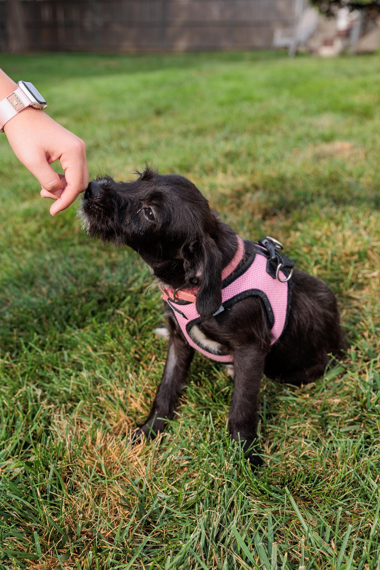 Roo, Adoptable, Young Female Schnauzer & Terrier.