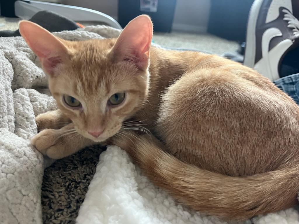 Walnut (bonded with Spot) , ADOPTABLE, Young Male Domestic Short Hair.