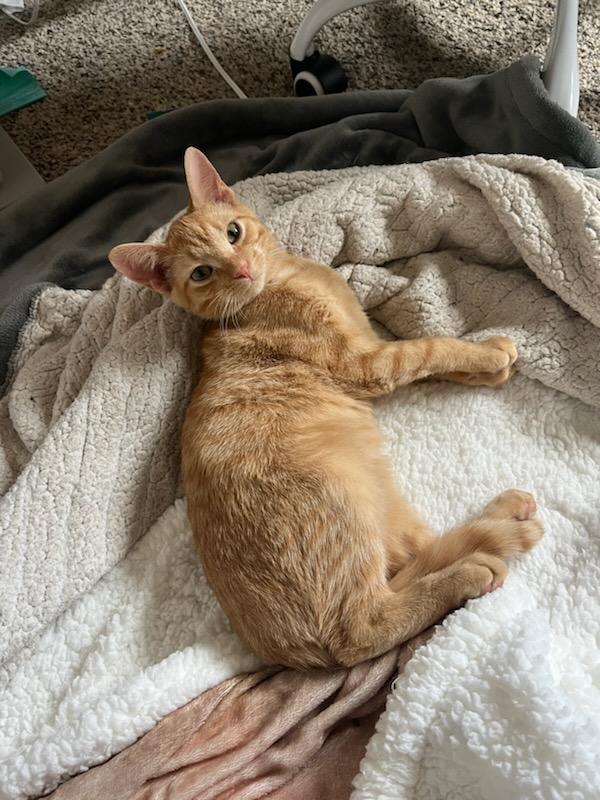 Enlarge Walnut (bonded with Spot) , a ADOPTABLE Domestic Short Hair in Clawson, MI image 2/3