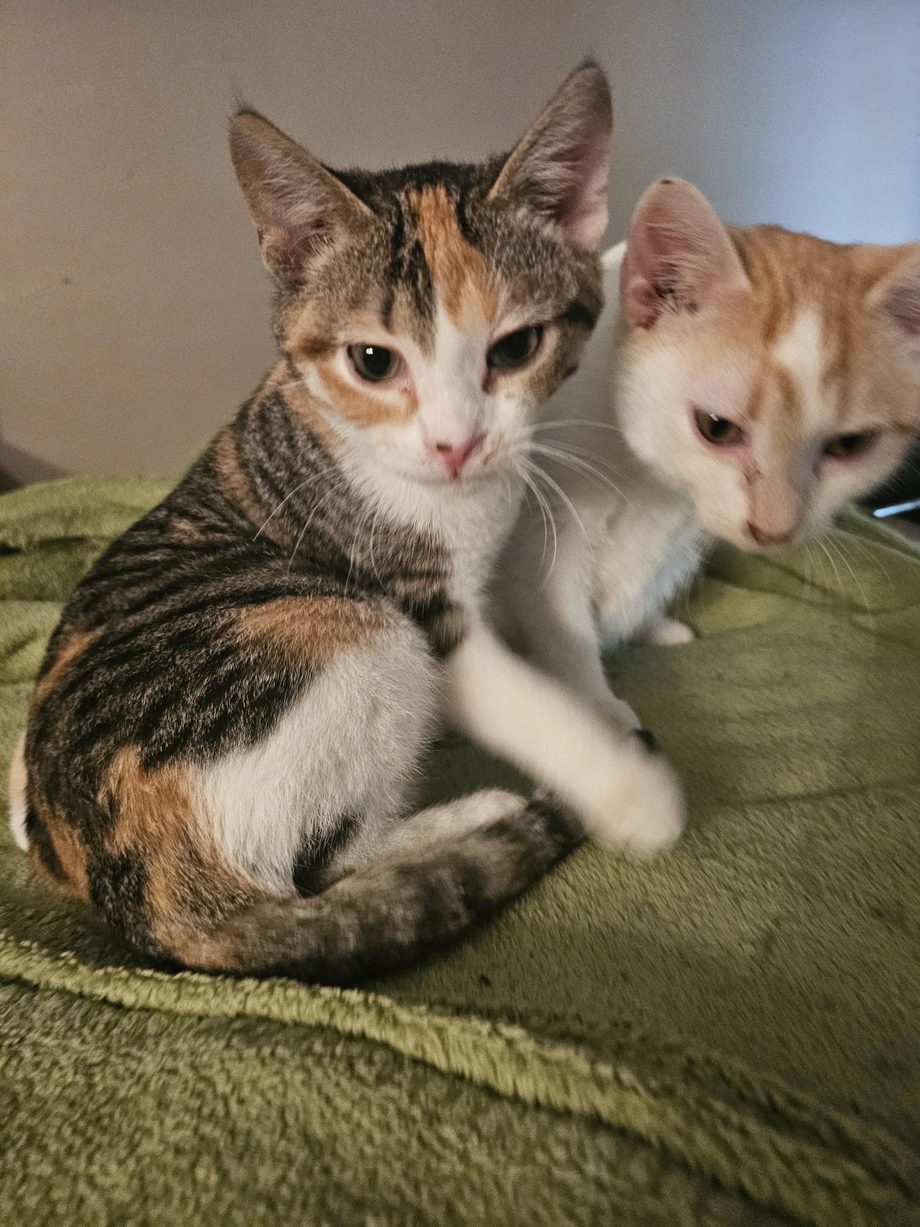 Willow & Xander, Baby Female Domestic Short Hair