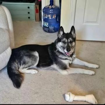 Olivia, adopted, Adult Female Husky & German Shepherd Dog.