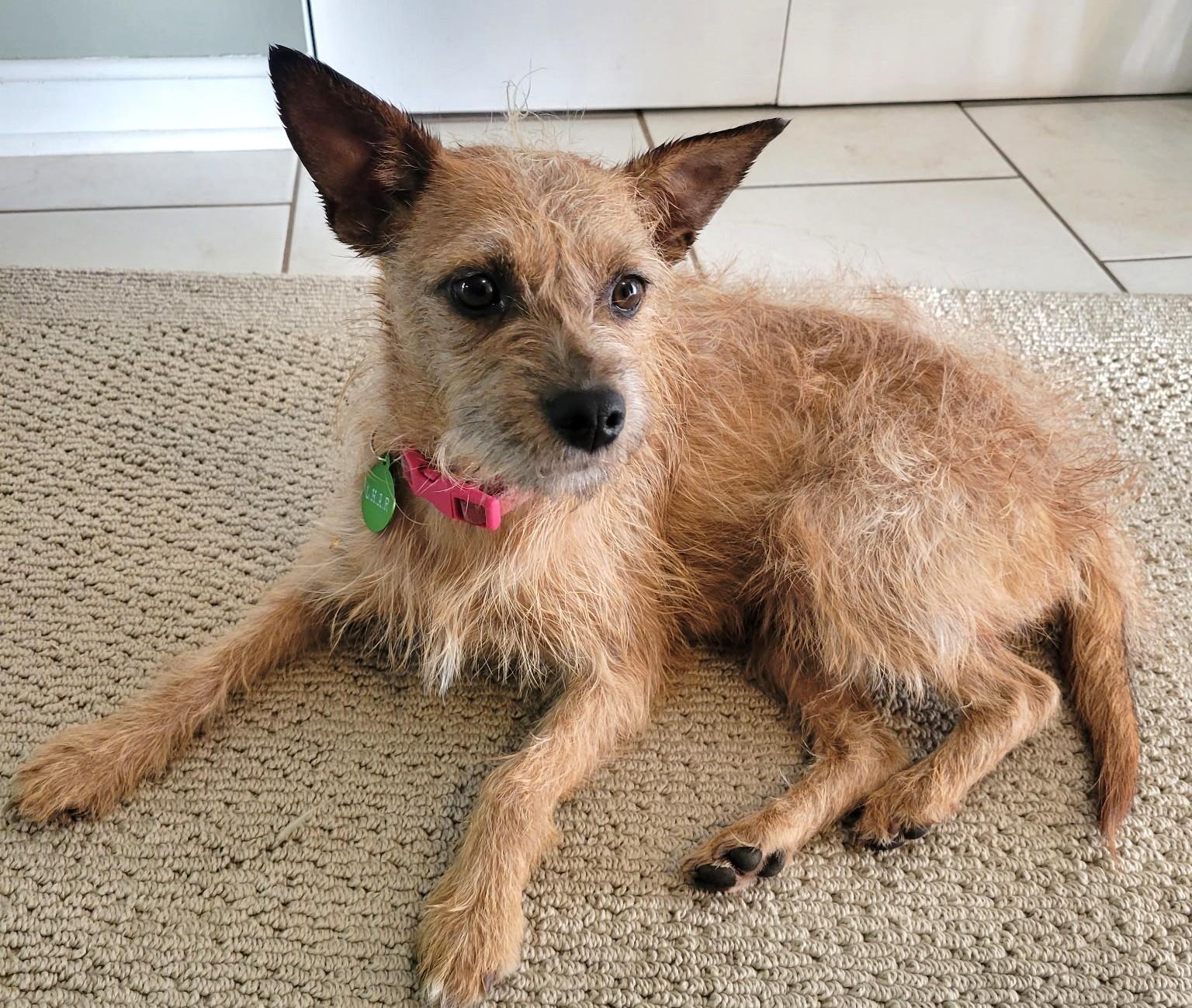 Enlarge Crinkle-Available! www.lhar.dog to apply! , a ADOPTABLE mixed breed in Frederick, MD image 6/6