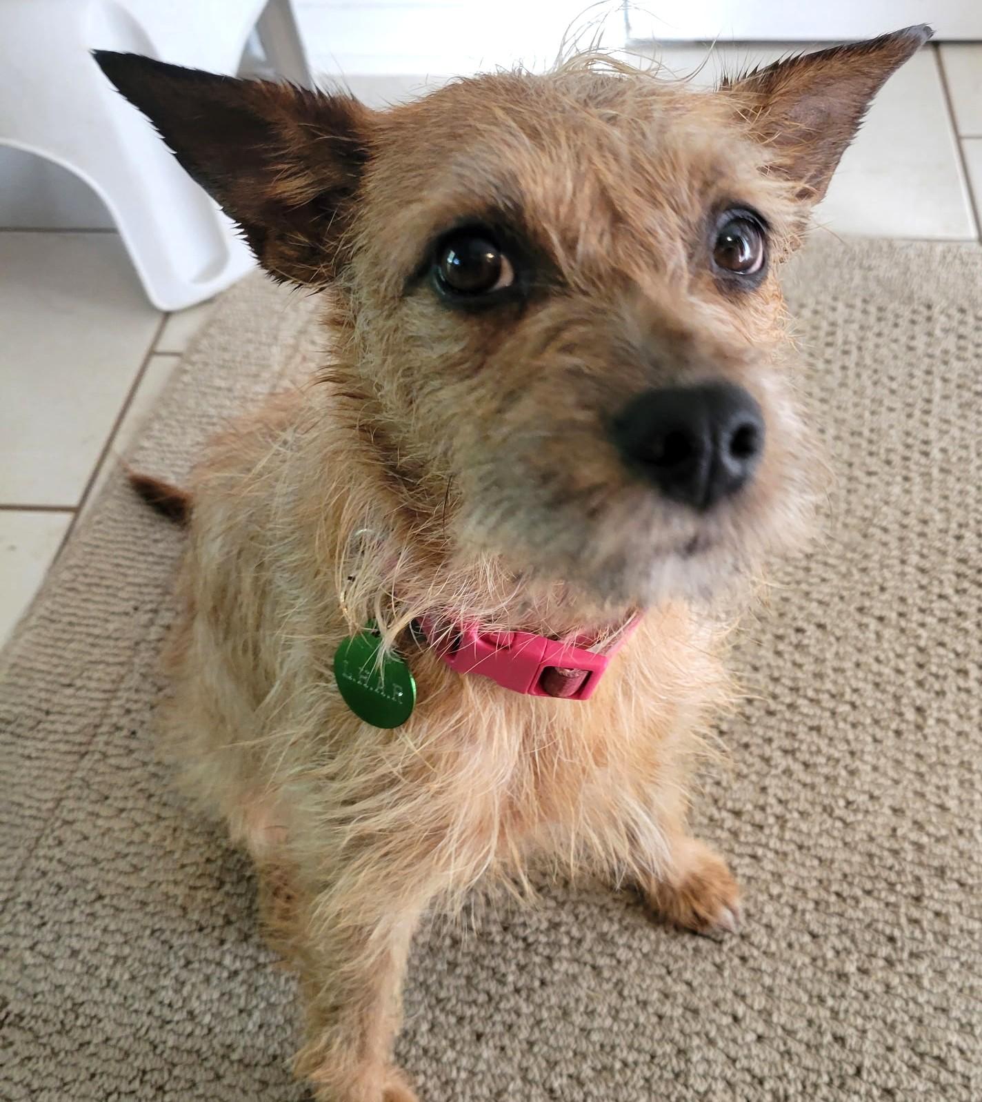 Enlarge Crinkle-Available! www.lhar.dog to apply! , a ADOPTABLE mixed breed in Frederick, MD image 5/6