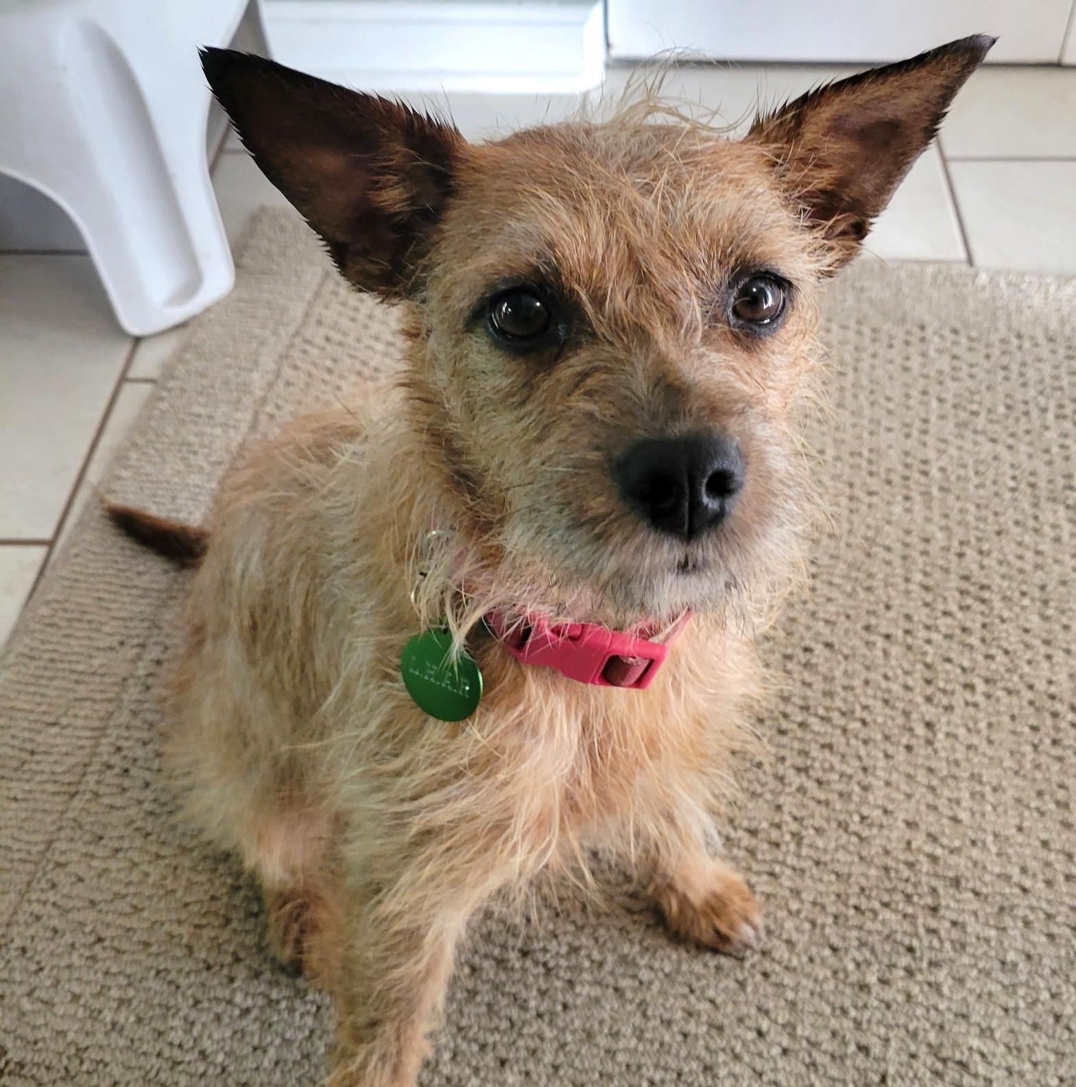 Crinkle-Available! www.lhar.dog to apply! , ADOPTABLE, Young Female Cairn Terrier.