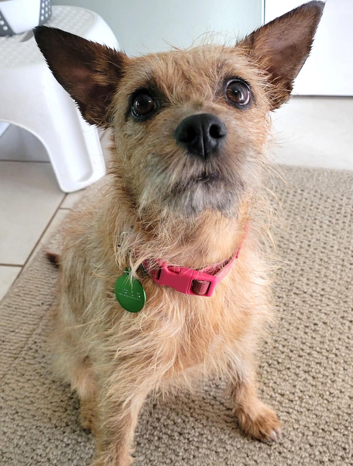 Enlarge Crinkle-Available! www.lhar.dog to apply! , a ADOPTABLE mixed breed in Frederick, MD image 2/6