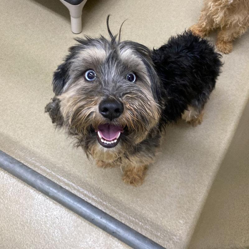 Diamond #16224, adopted, Adult Female Schnoodle.