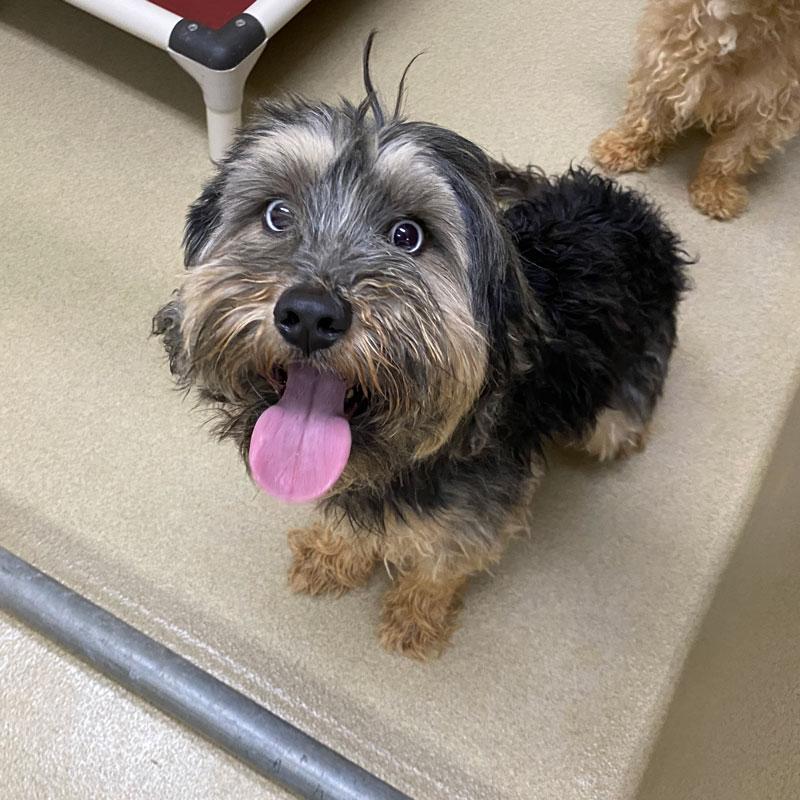 Enlarge Diamond #16224, an adopted mixed breed in Monroe, GA image 2/3