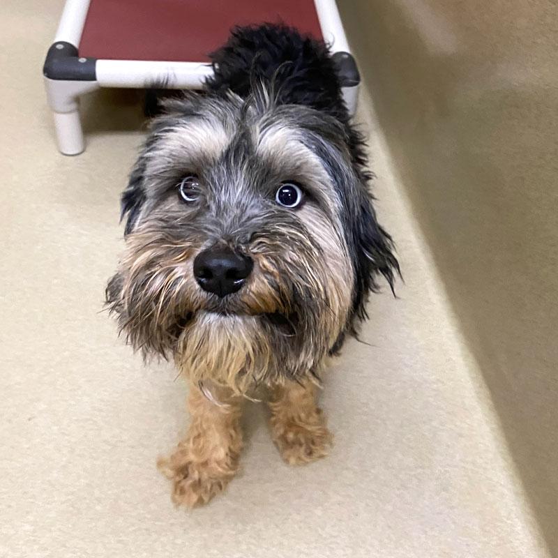 Enlarge Diamond #16224, an adopted mixed breed in Monroe, GA image 3/3