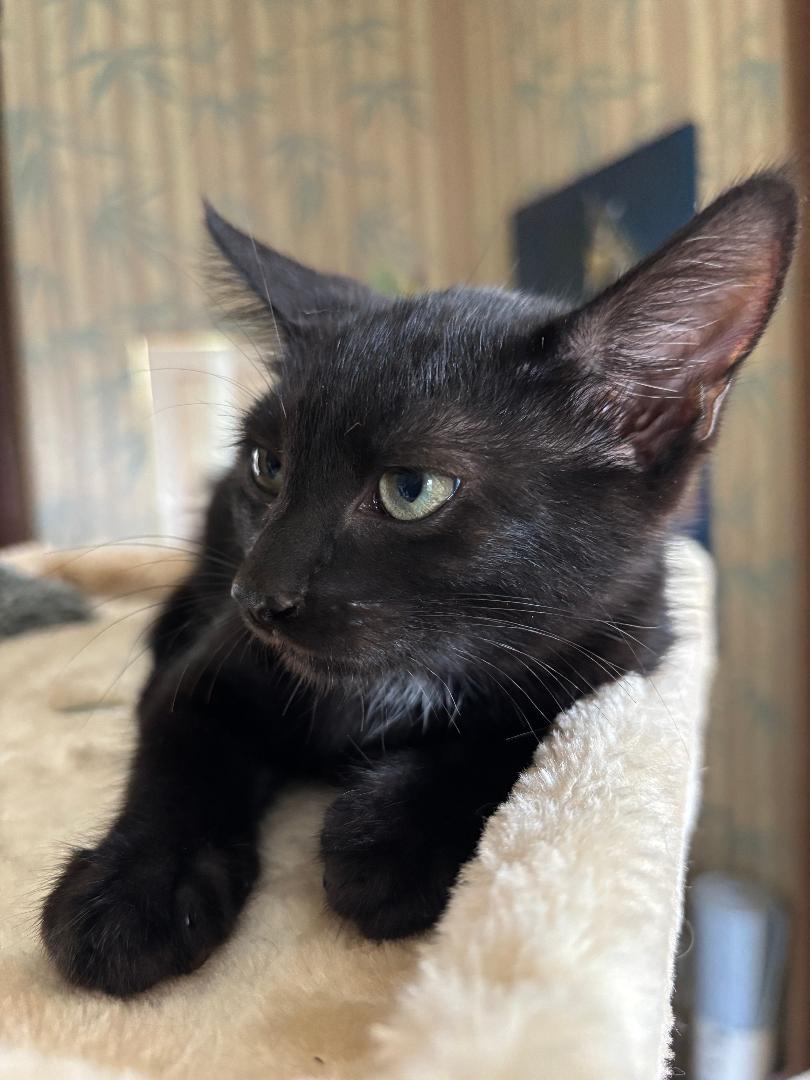 Enlarge Duchess, a Adoptable mixed breed in Alvin, TX image 1/1