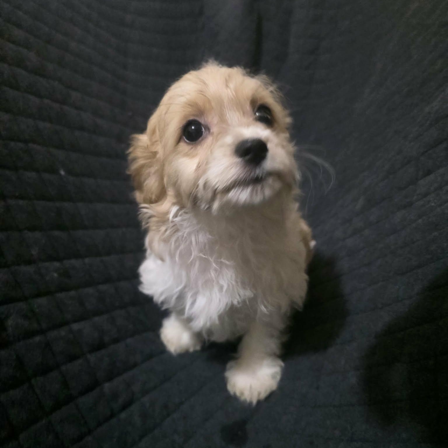 Enlarge Buttercup, an adopted mixed breed in Oceanside, CA image 1/6