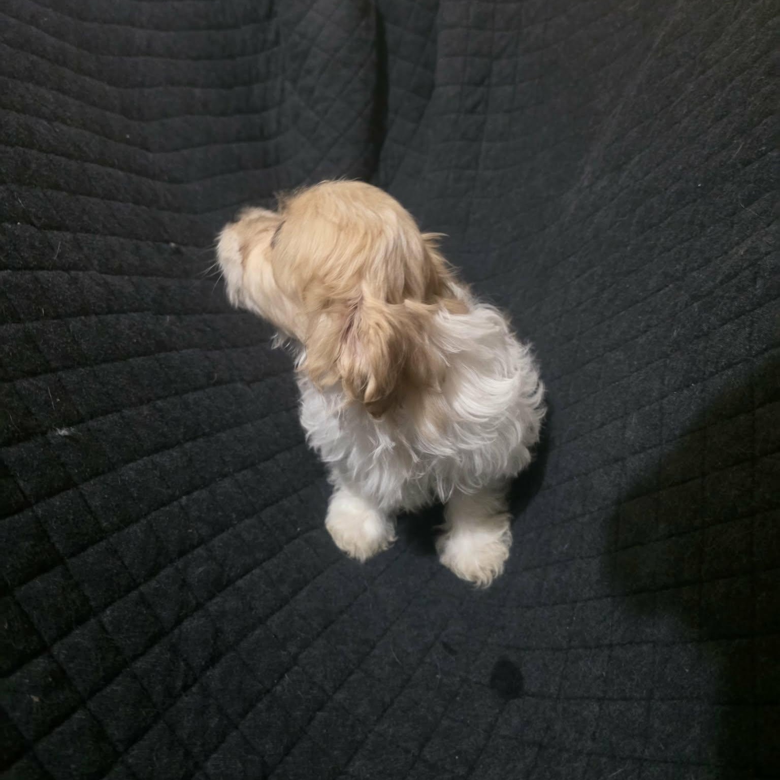 Enlarge Buttercup, an adopted mixed breed in Oceanside, CA image 6/6