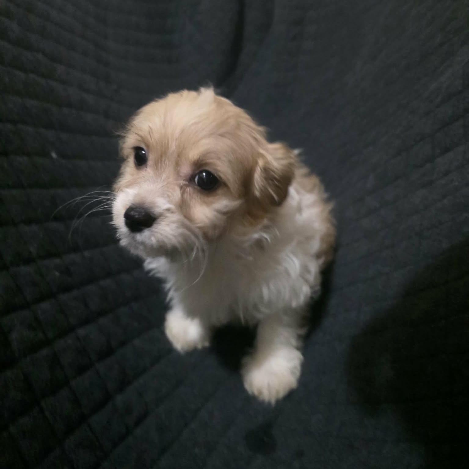 Enlarge Buttercup, an adopted mixed breed in Oceanside, CA image 5/6