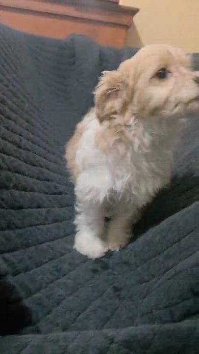 Enlarge Buttercup, an adopted mixed breed in Oceanside, CA video 3/6