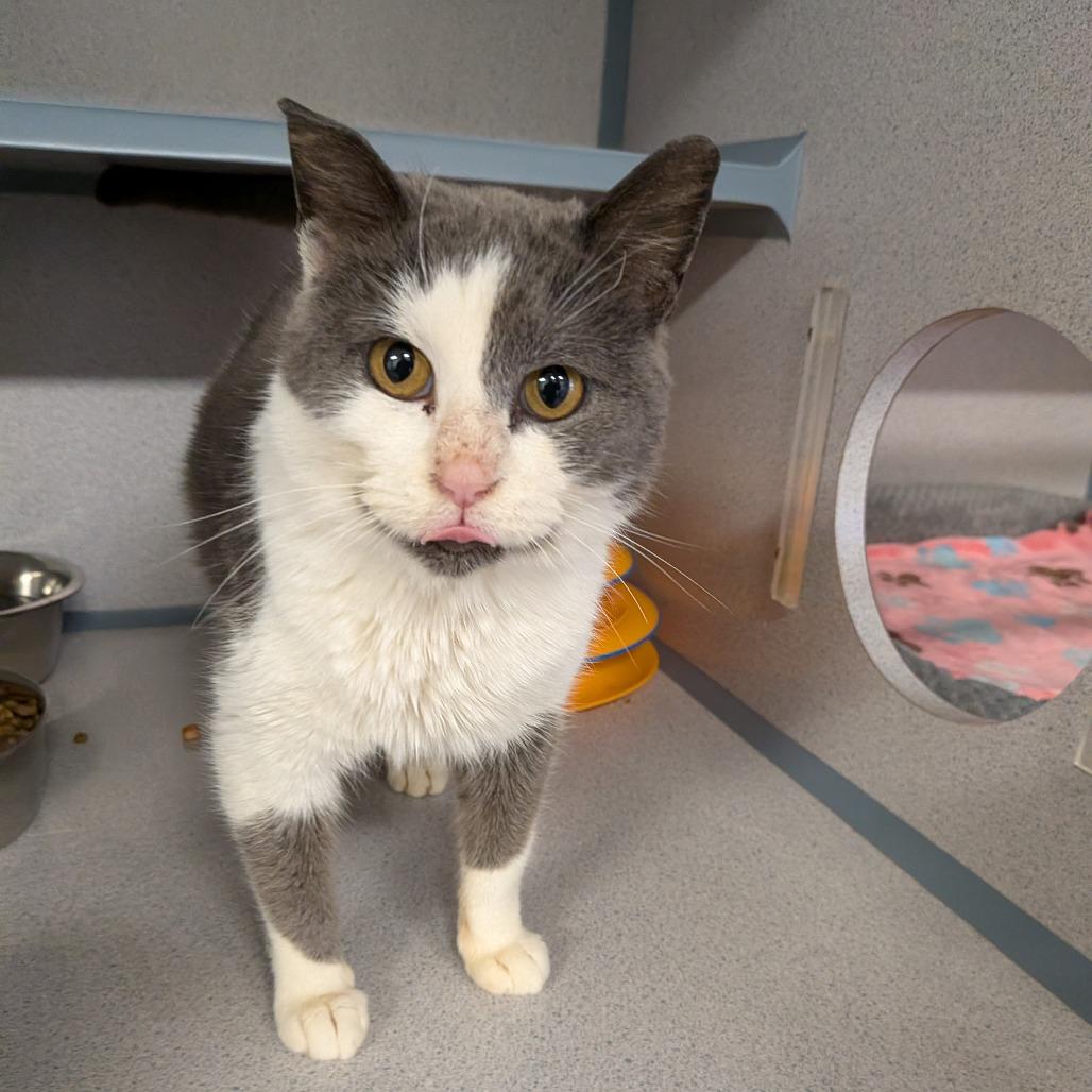 Adalyn, a Adoptable Domestic Short Hair in Greenville, PA image 1/3