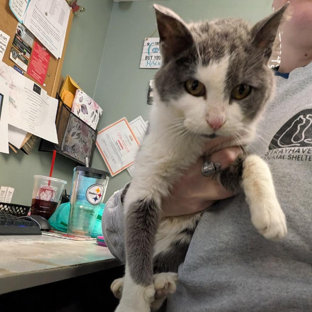 Adalyn, a Adoptable Domestic Short Hair in Greenville, PA image 2/3