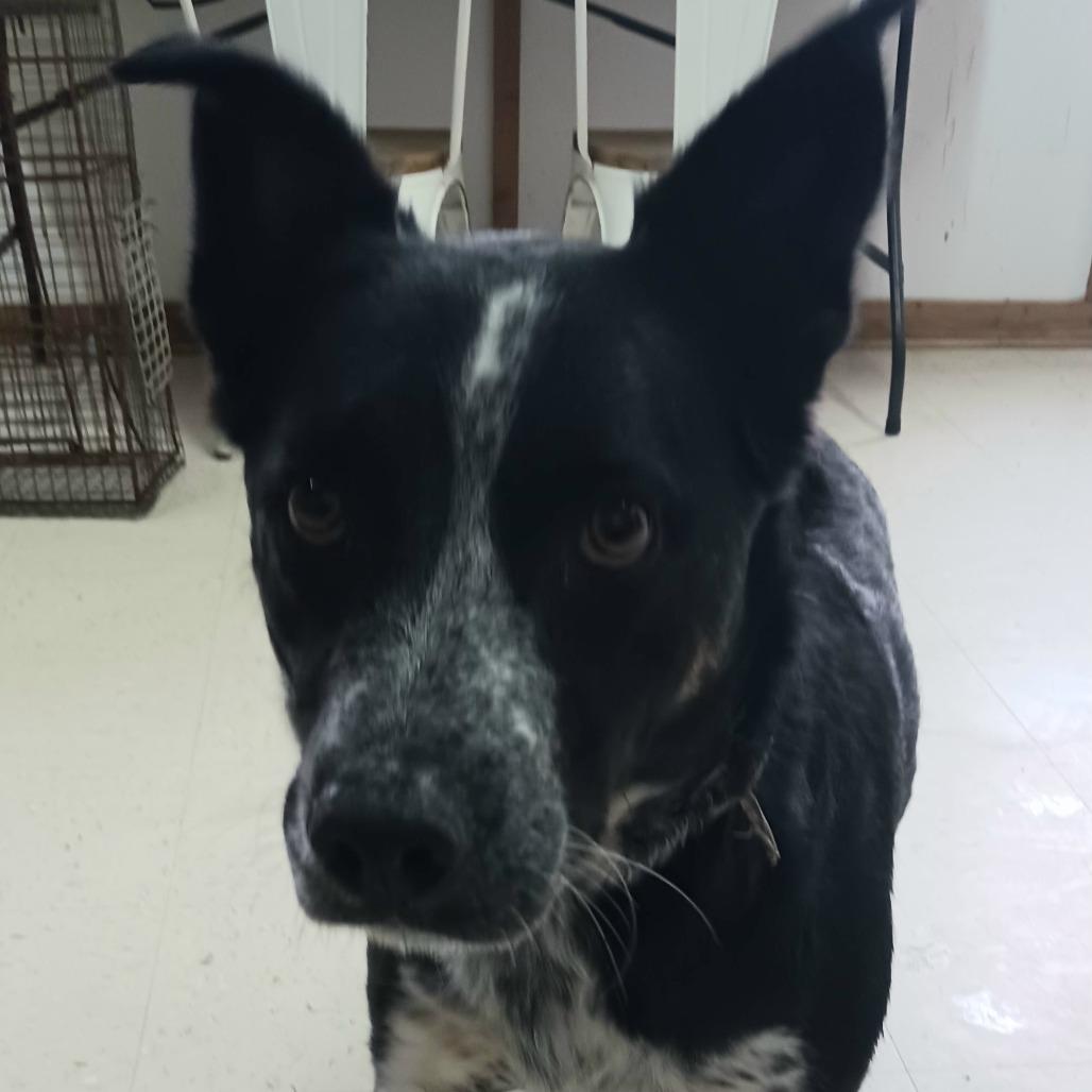 Oscar, Adoptable, Adult Male Australian Cattle Dog / Blue Heeler.