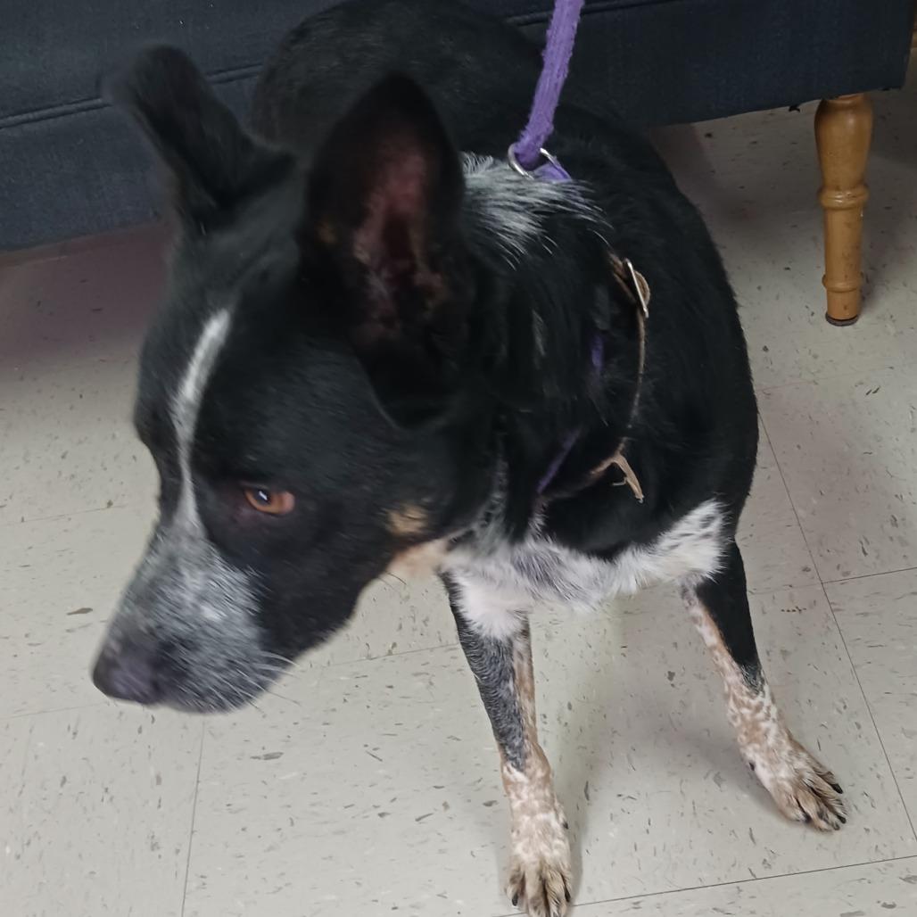 Oscar, a Adoptable mixed breed in Sylvania, GA image 2/2