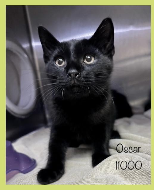 OSCAR