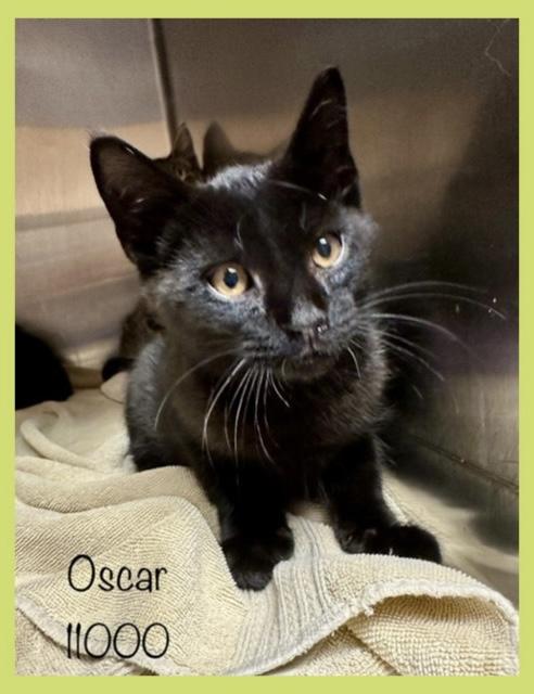 OSCAR