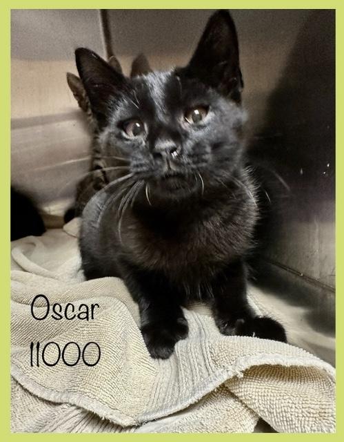 OSCAR
