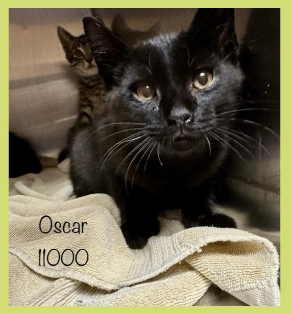 OSCAR