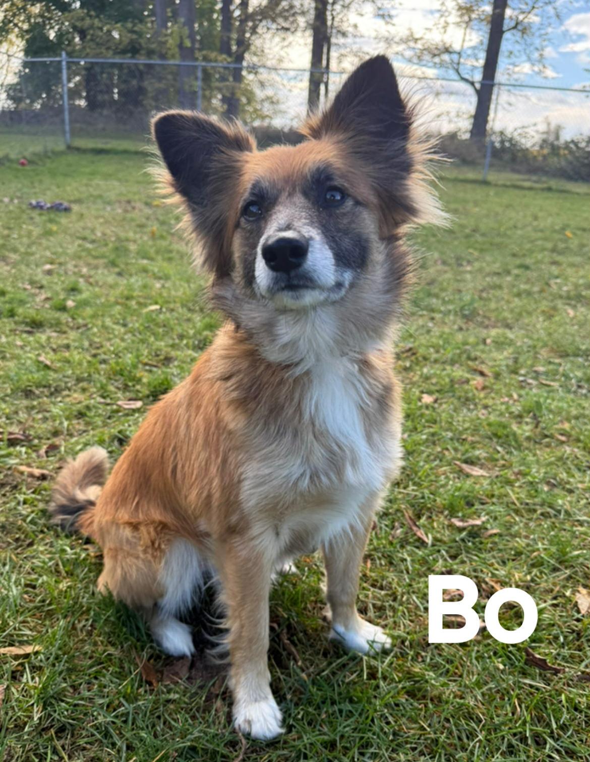 Bo