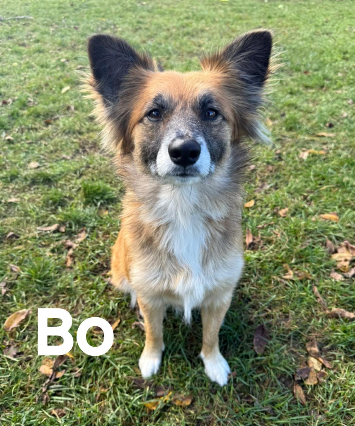 Bo