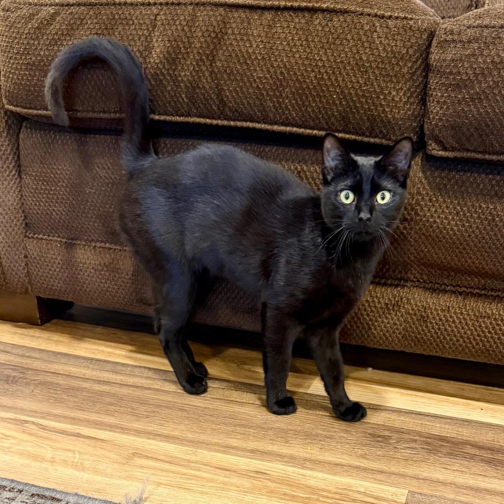 Oz, Adoptable, Young Male Domestic Short Hair.