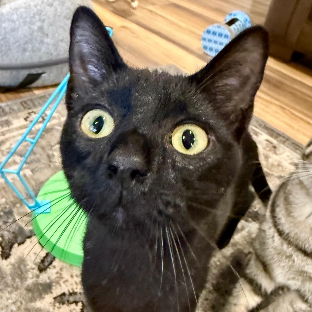 Oz, a Adoptable Domestic Short Hair in Medina, OH image 2/3