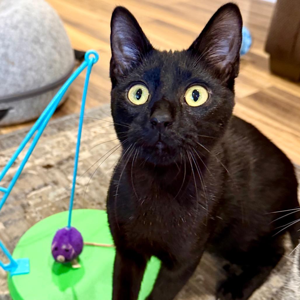Oz, a Adoptable Domestic Short Hair in Medina, OH image 3/3