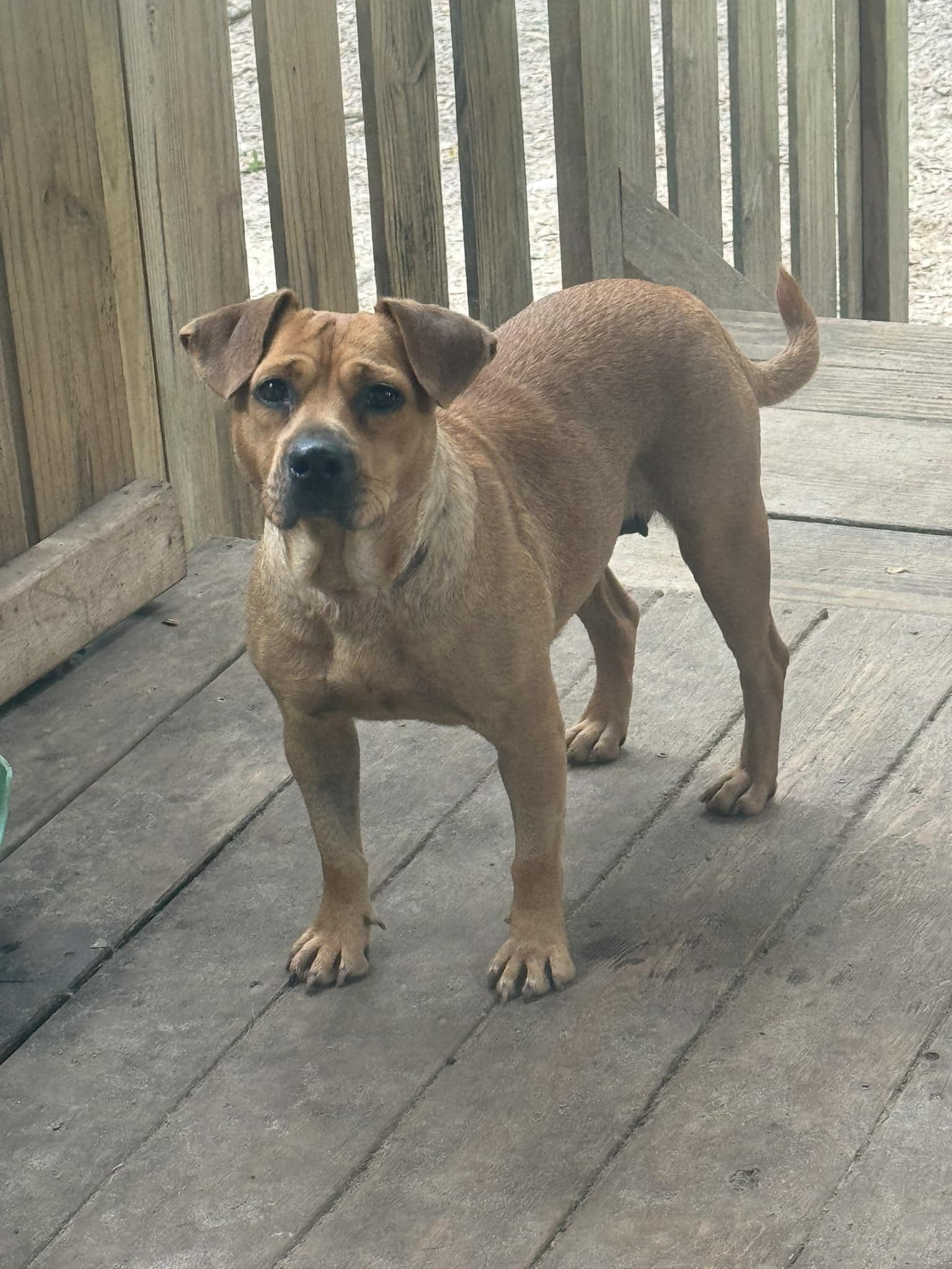 lady, a Adoptable mixed breed in Navarre, FL image 2/3