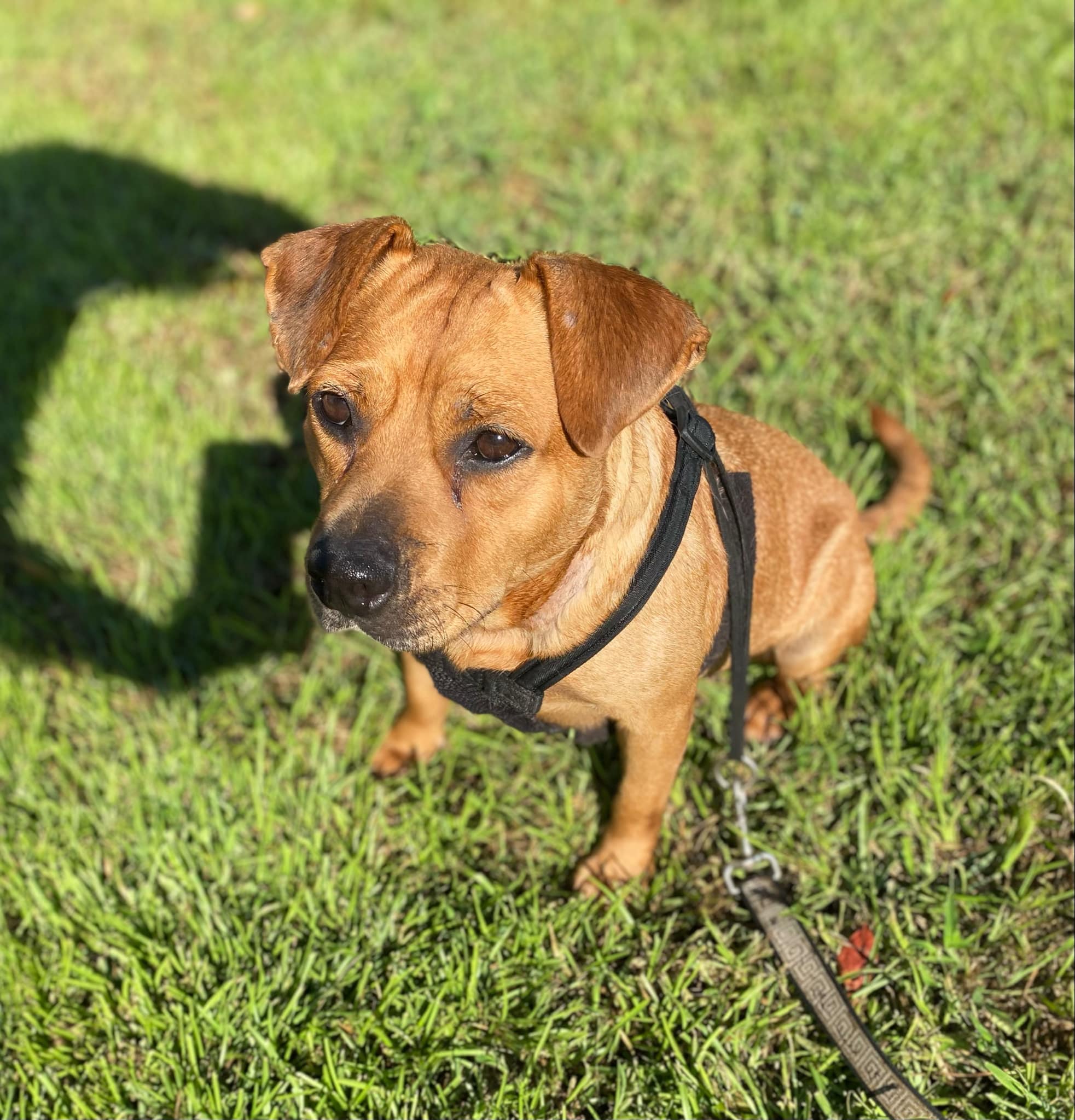 lady, Adoptable, Adult Female Pug.