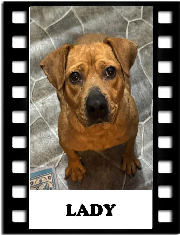 lady, a Adoptable mixed breed in Navarre, FL image 1/3