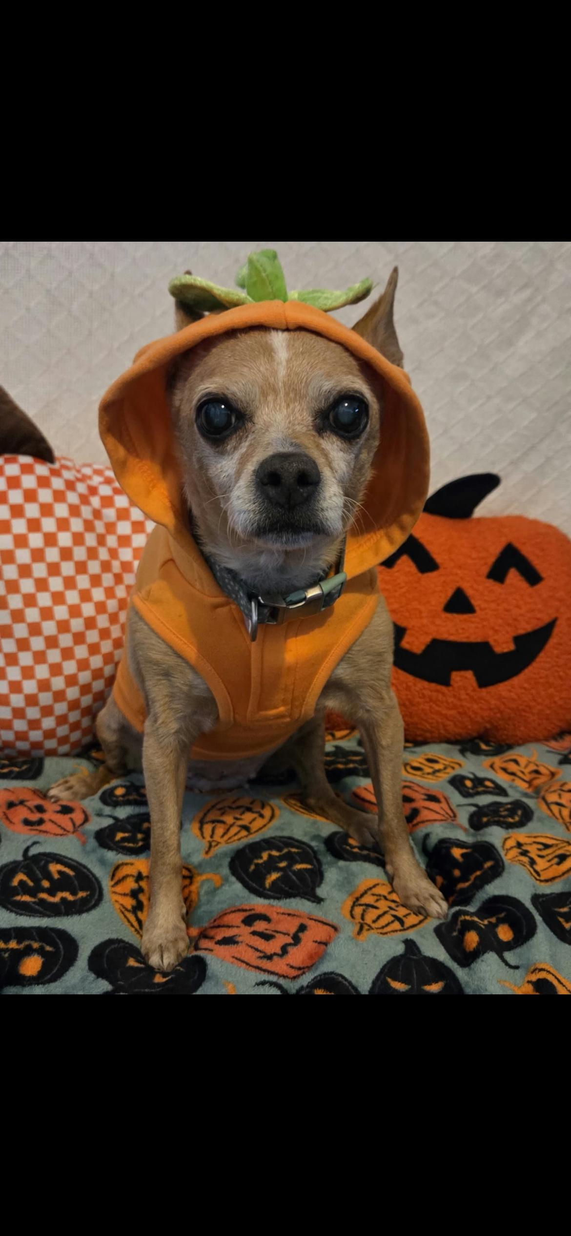 Enlarge Gertrude, a Adoptable mixed breed in Hamden, CT image 2/6