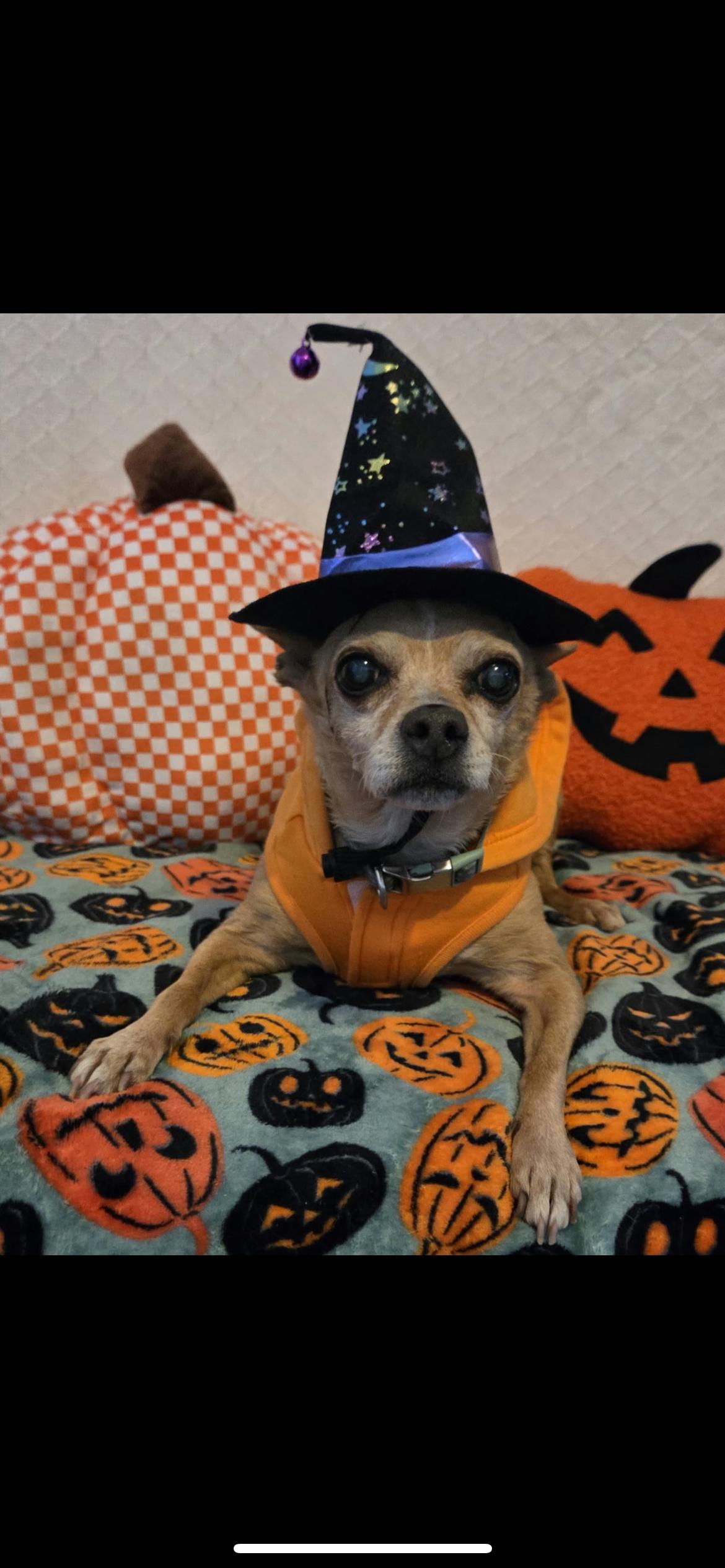 Enlarge Gertrude, a Adoptable mixed breed in Hamden, CT image 3/6