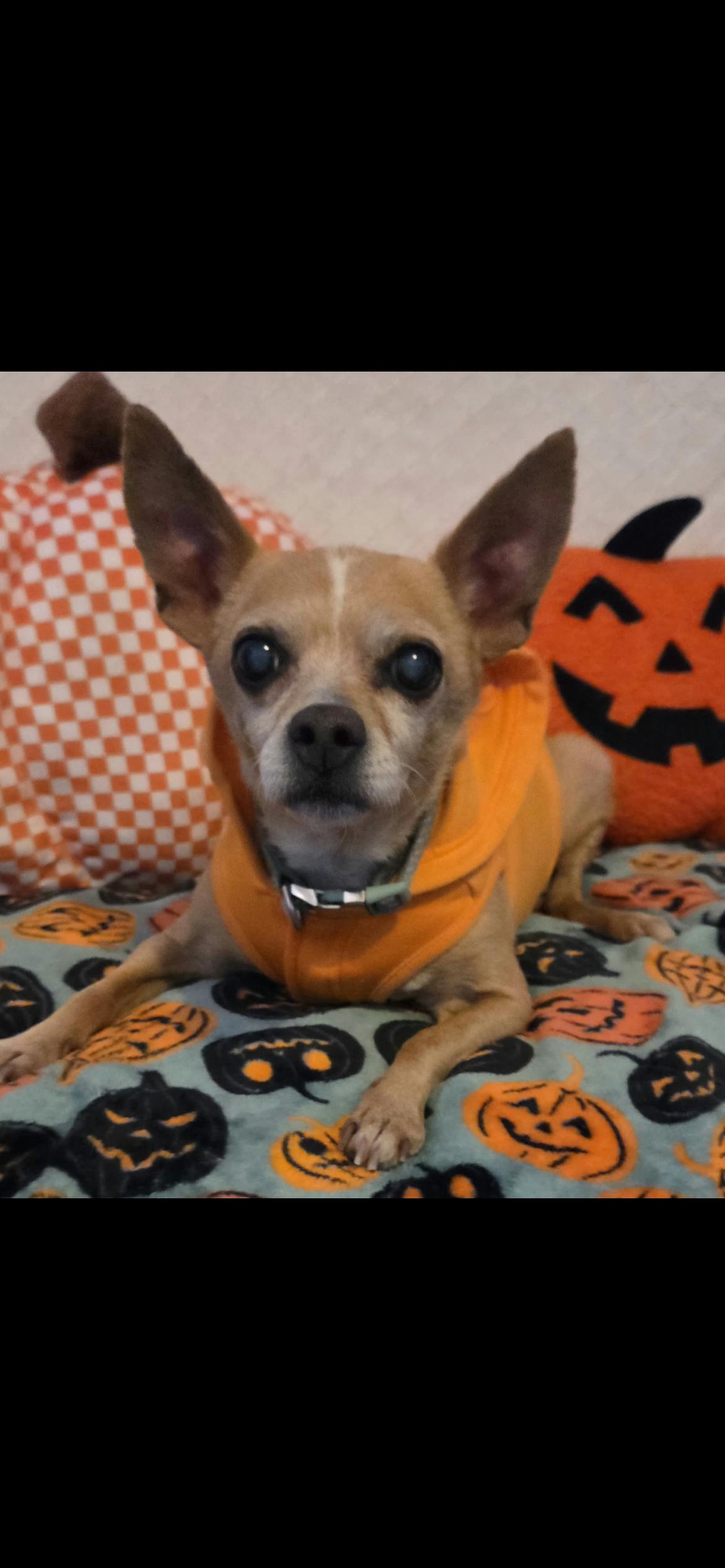 Enlarge Gertrude, a Adoptable mixed breed in Hamden, CT image 4/6