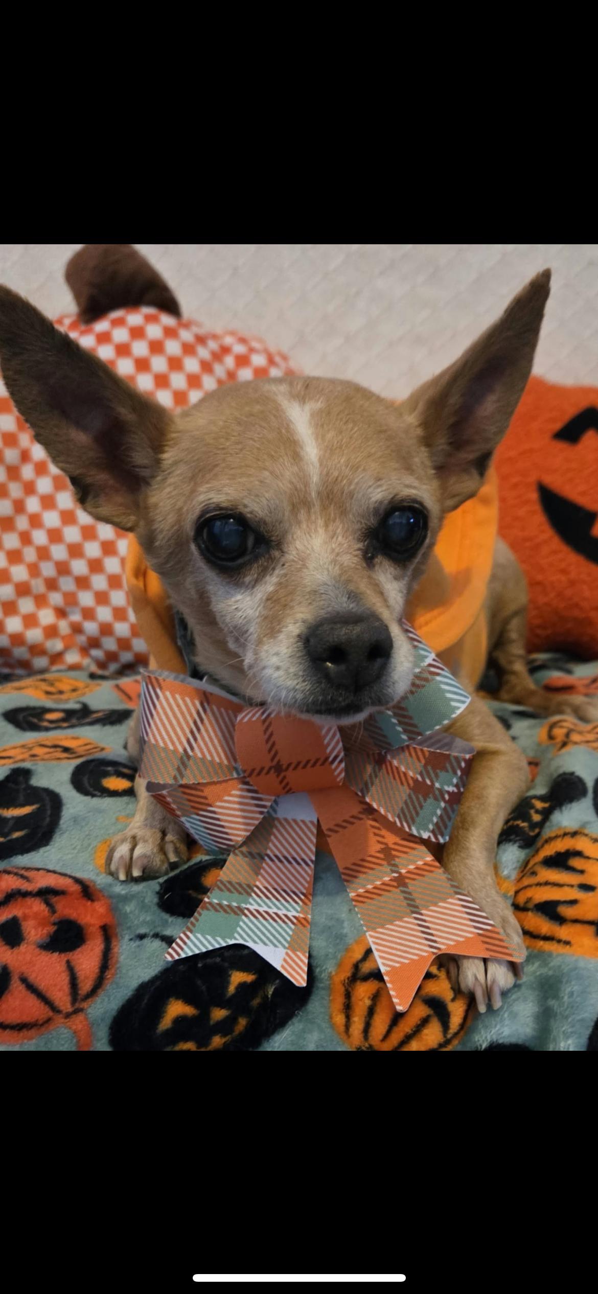 Gertrude, Adoptable, Adult Female Chihuahua & Miniature Dachshund.