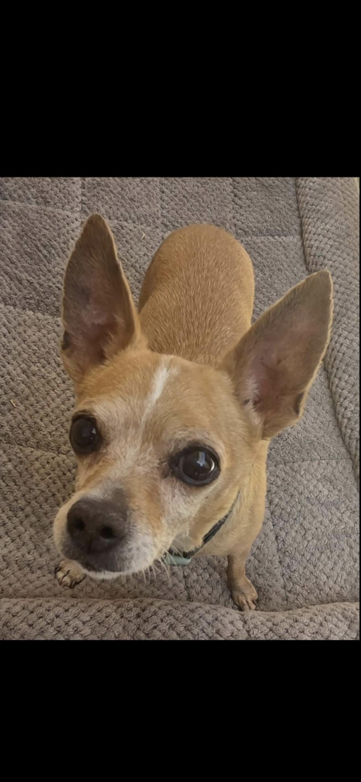 Enlarge Gertrude, a Adoptable mixed breed in Hamden, CT image 6/6