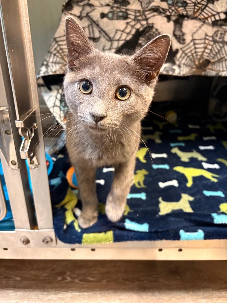 Smokey, Adoptable, Kitten Male Domestic Short Hair.