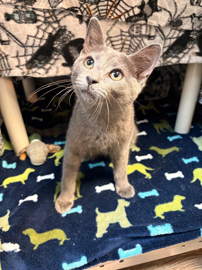 Smokey, a Adoptable mixed breed in Detroit, MI image 2/2