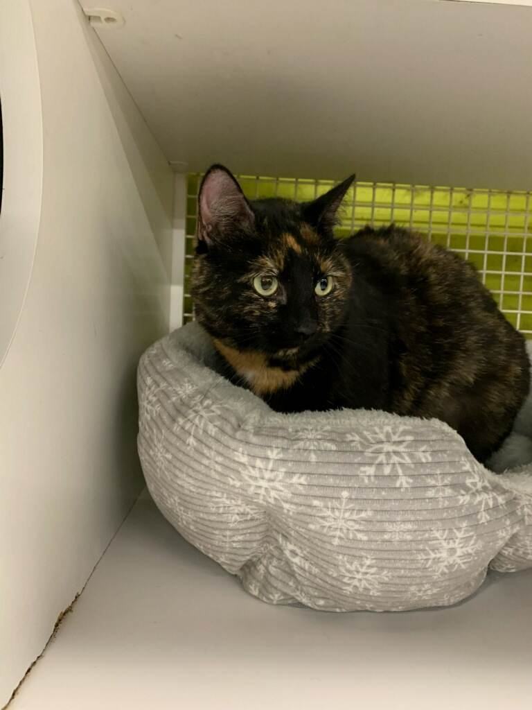 Delilah, a Adoptable mixed breed in East Orange, NJ image 3/5