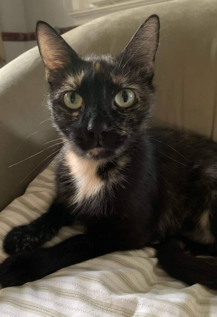 Delilah, a Adoptable mixed breed in East Orange, NJ image 4/5